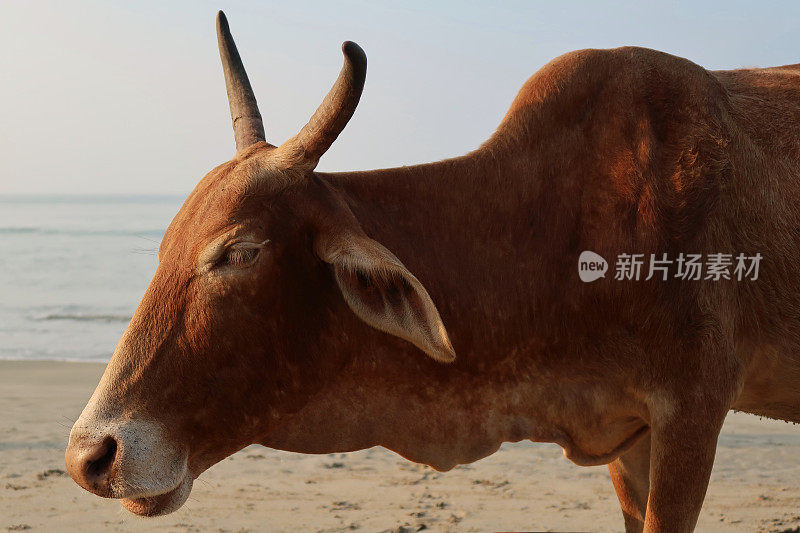 在印度的沙果阿海滩度假胜地，野生圣牛站在大海前的大头照