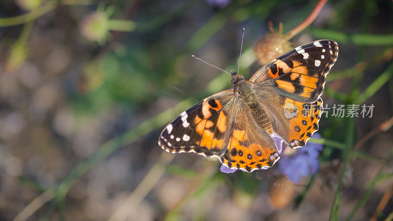 Butterfly-lady-in-law。凡妮莎Cardui。