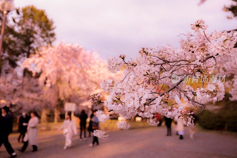 在日本赏花