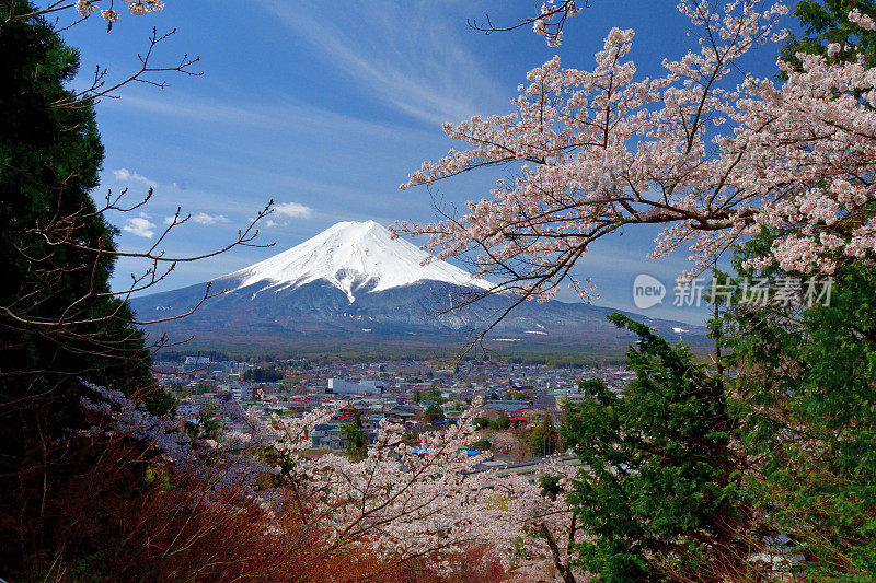 富士山和樱花:从荒山森根公园，富士吉田