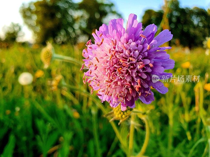 紫花植物野外特写