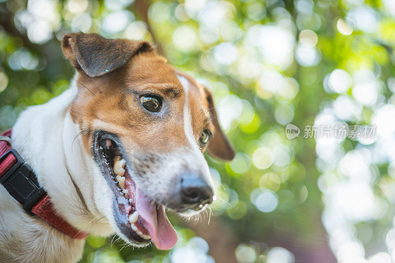 小有趣的杰克罗素梗宠物狗喜欢在夏天的外面宠物喜欢在夏天的外面
