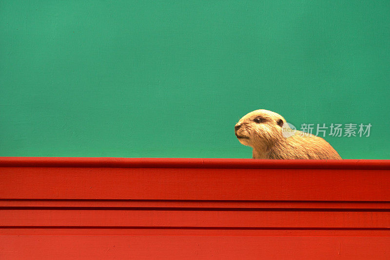 棕色的海狸啮齿类动物，在色彩斑斓的绿红色建筑水泥墙背景上