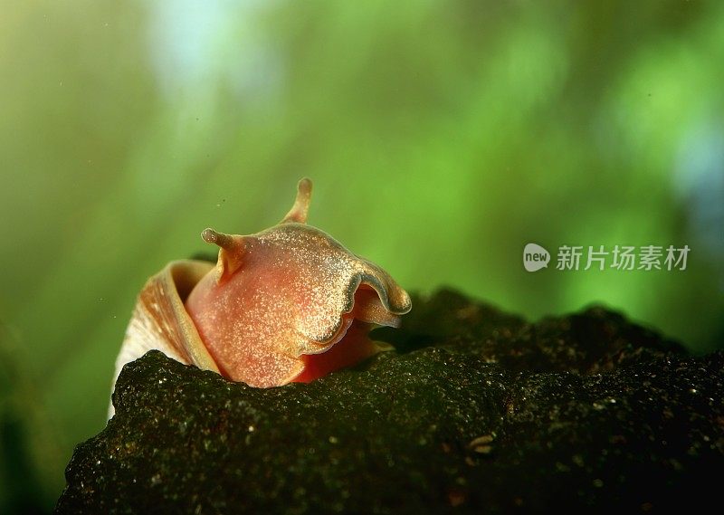 红蓝虹(扁螺科)蜗牛脸