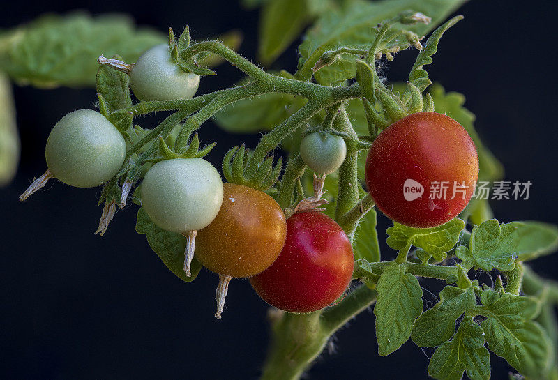 葡萄藤上的樱桃番茄