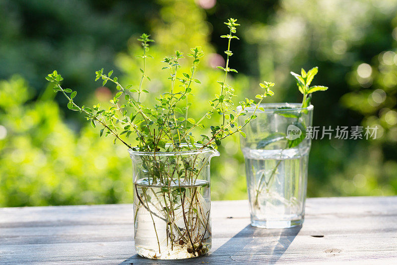 扦插繁殖:在玻璃杯中培养根的百里香和薄荷