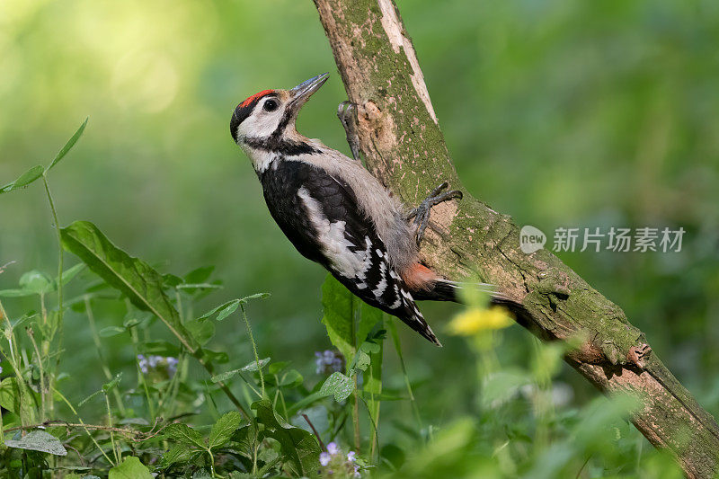 大斑点啄木鸟