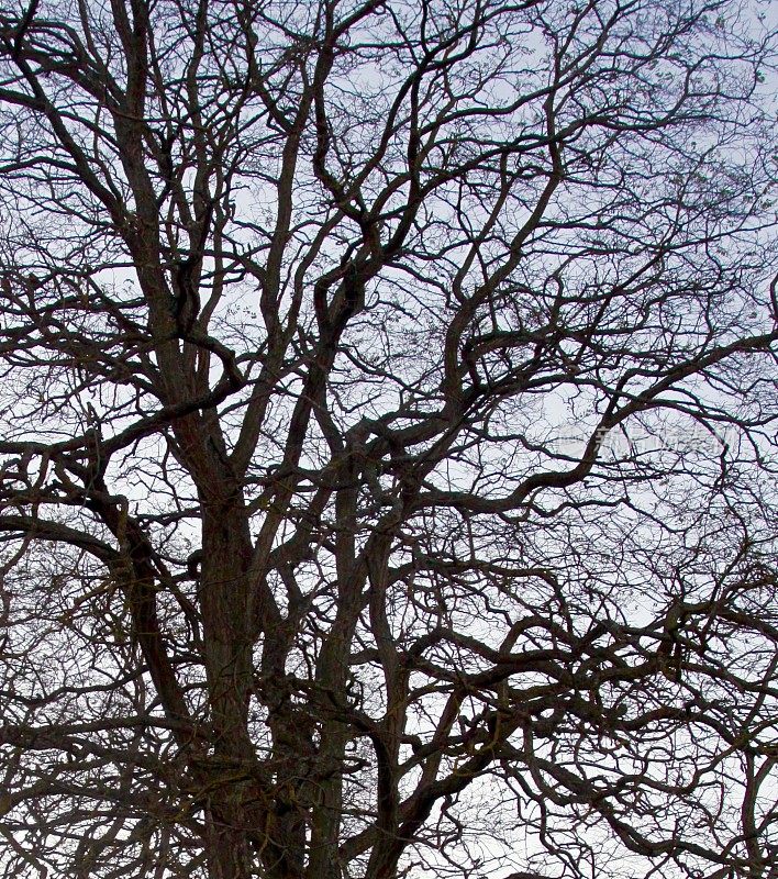 冬天树上光秃秃的树枝