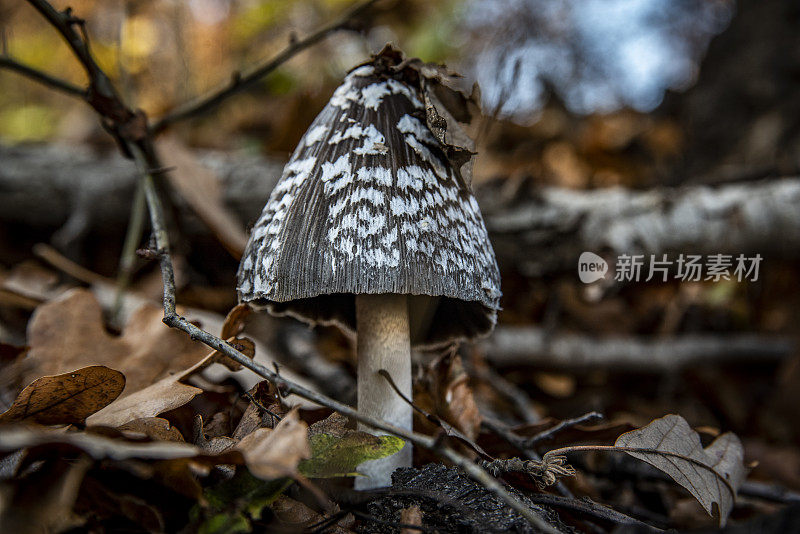 森林中的小蘑菇-大自然的果实