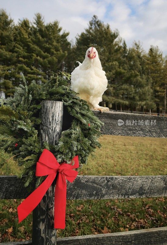 交趾鸡栖息在圣诞花环附近的篱笆上