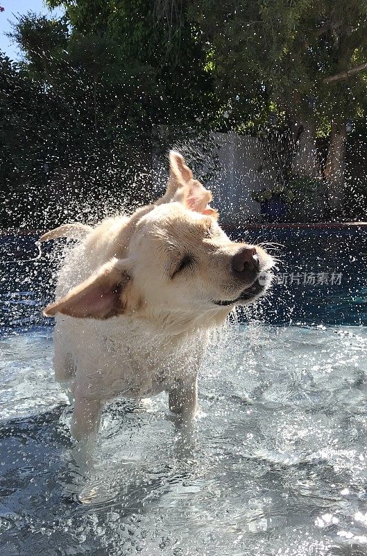 拉布拉多寻回犬