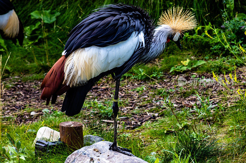 非洲冠鹤梳妆。卡尔加里动物园，卡尔加里，阿尔伯塔，加拿大