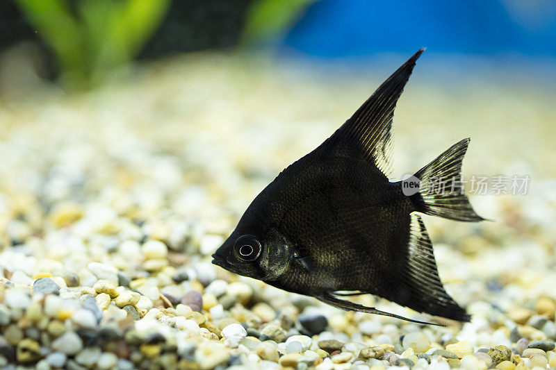 在水族馆里游泳的热带神仙鱼