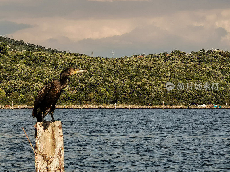 在意大利的里雅斯特海湾亚得里亚海沿岸，鸬鹚在木桩上休息