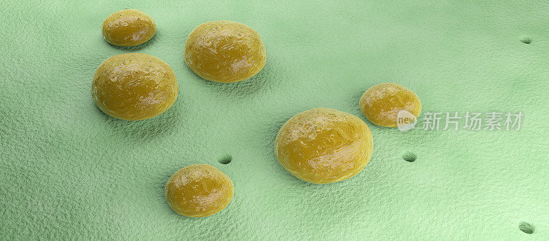 肺炎链球菌的细菌