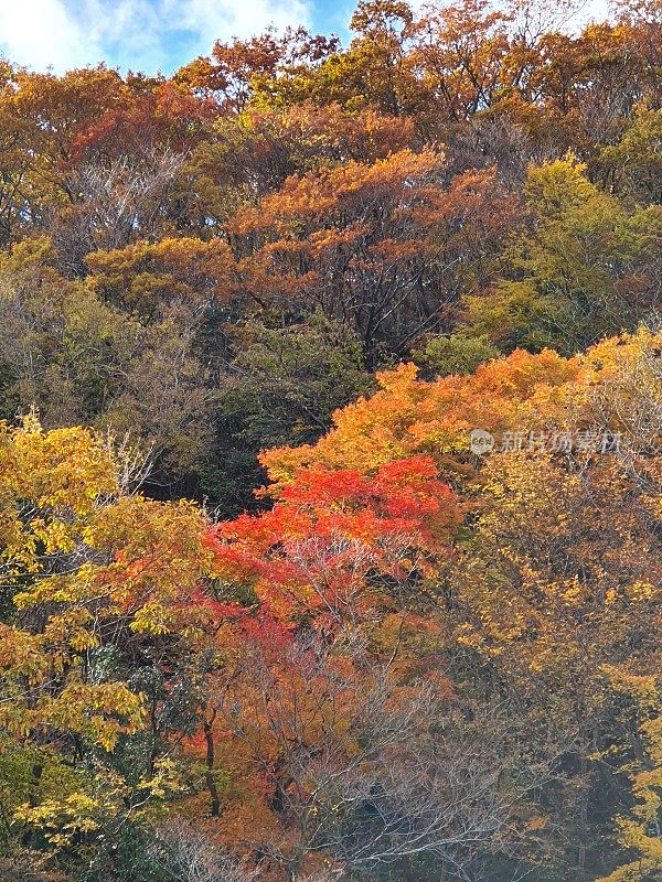 韩国济州岛的秋季景观