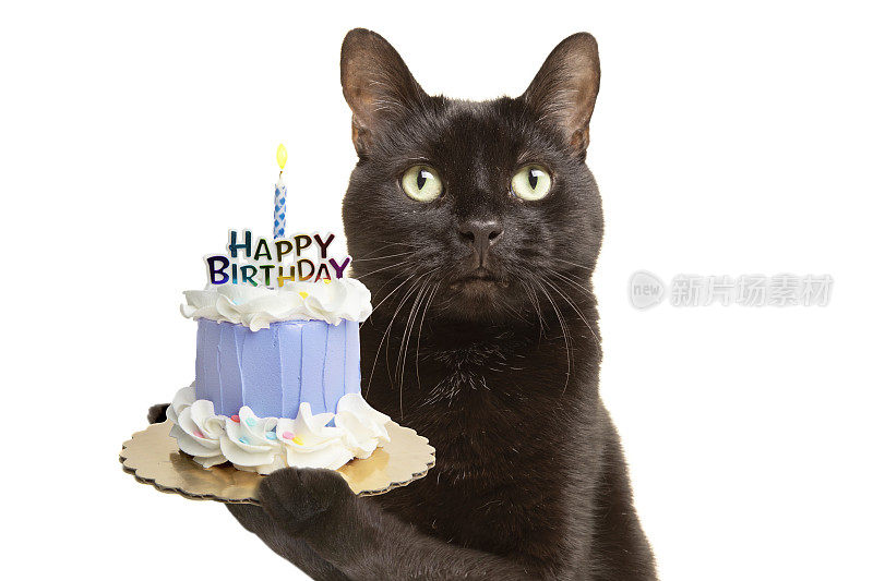 可爱的黑猫抱着生日蛋糕