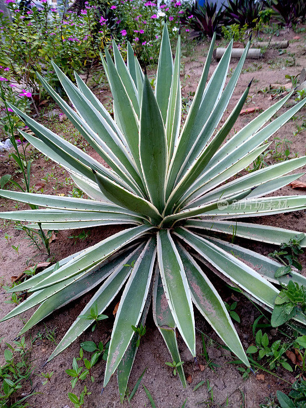 龙舌兰angustifolia植物