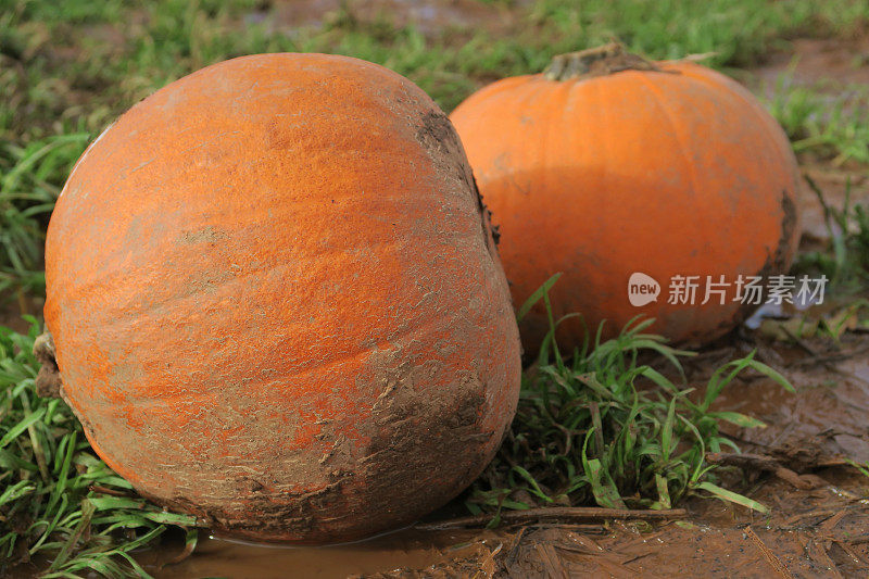 这张在积水地里生长的、成熟的、橙色的南瓜特写照片准备在万圣节出售，重点放在前景