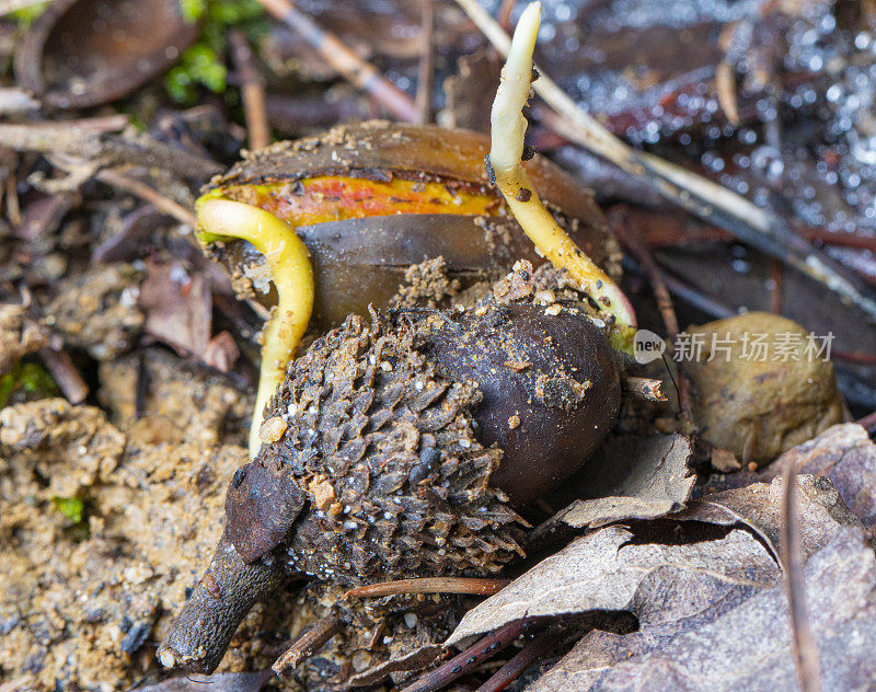 秋天，Montseny森林里的橡子发芽了