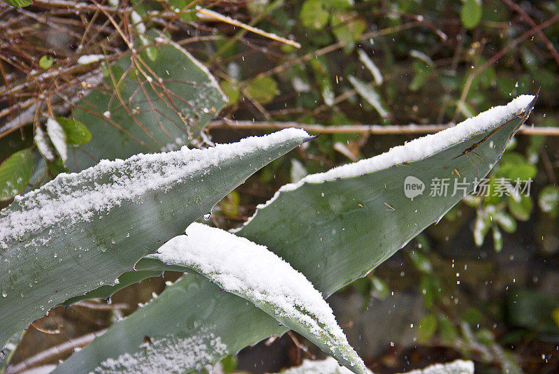 雪覆盖的树