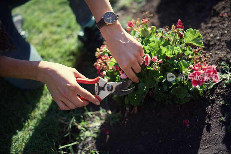 一个女人在她的花园修剪花的特写镜头。