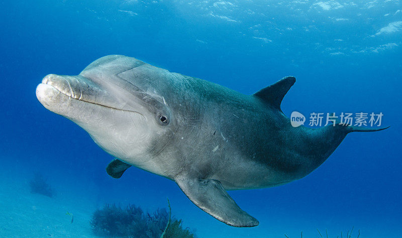 野生宽吻海豚在暗礁上游泳