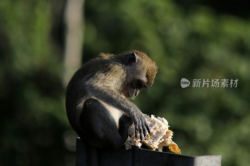 猴子缓解饥饿