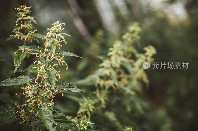 荨麻植物