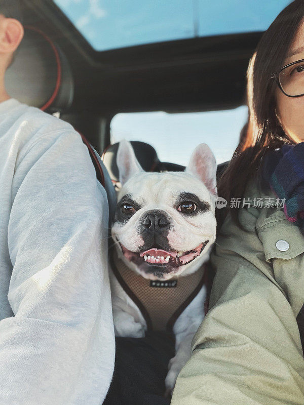 在公路旅行中与法国斗牛犬自拍