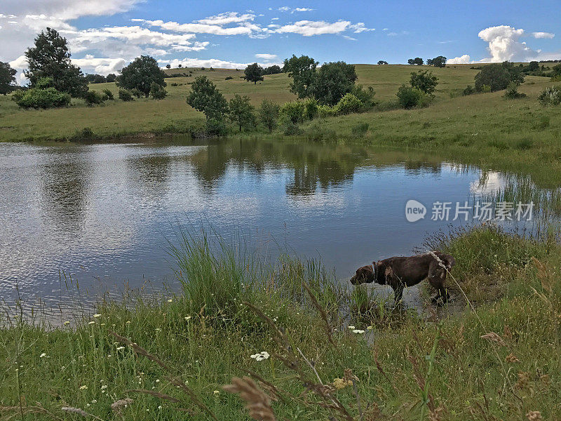 狗在喝水