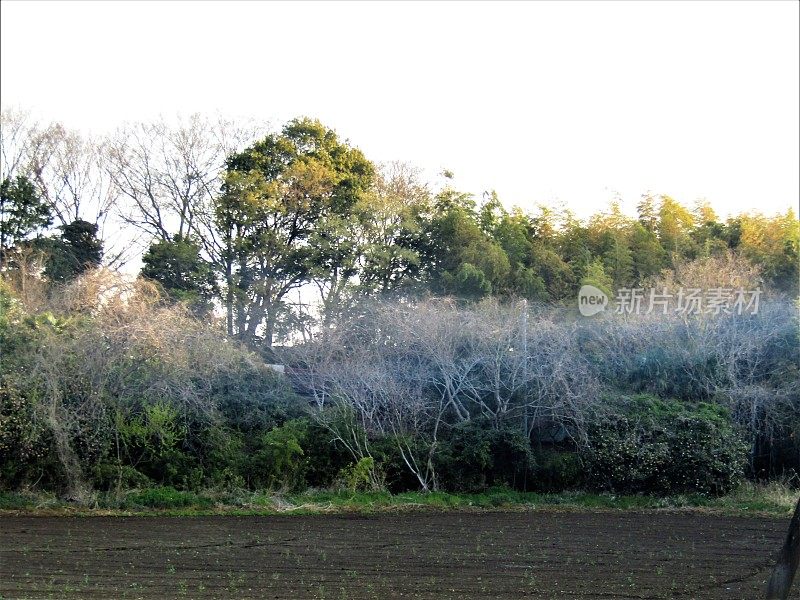 日本。3月。清晨。田野上有雾。农村景观。