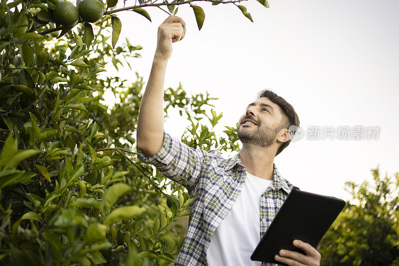 橘子种植园的农业技术人员的肖像与平板