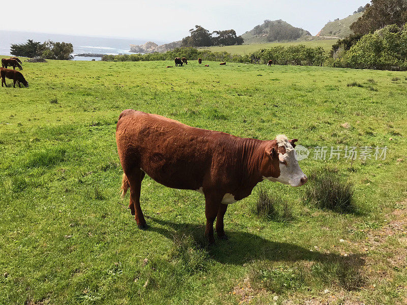 大苏尔海岸线上的牛