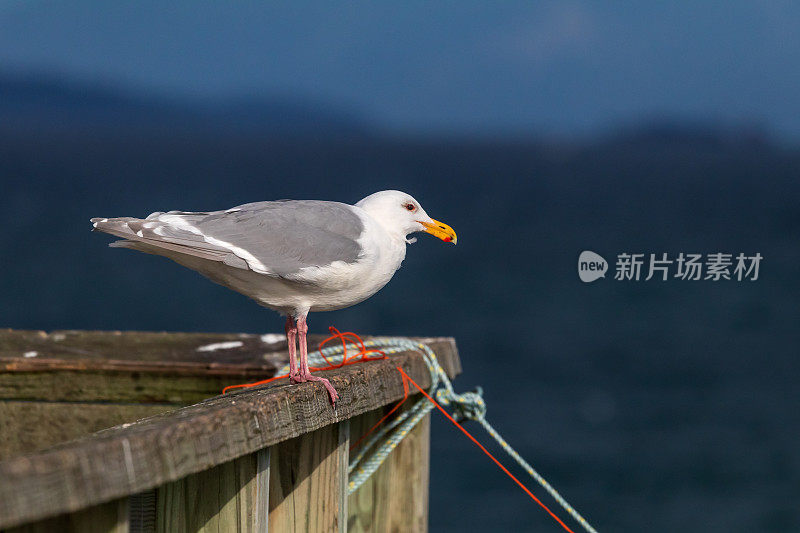 海鸥站在码头