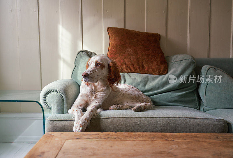 挪威奥斯陆，英国塞特犬在沙发靠背上休息