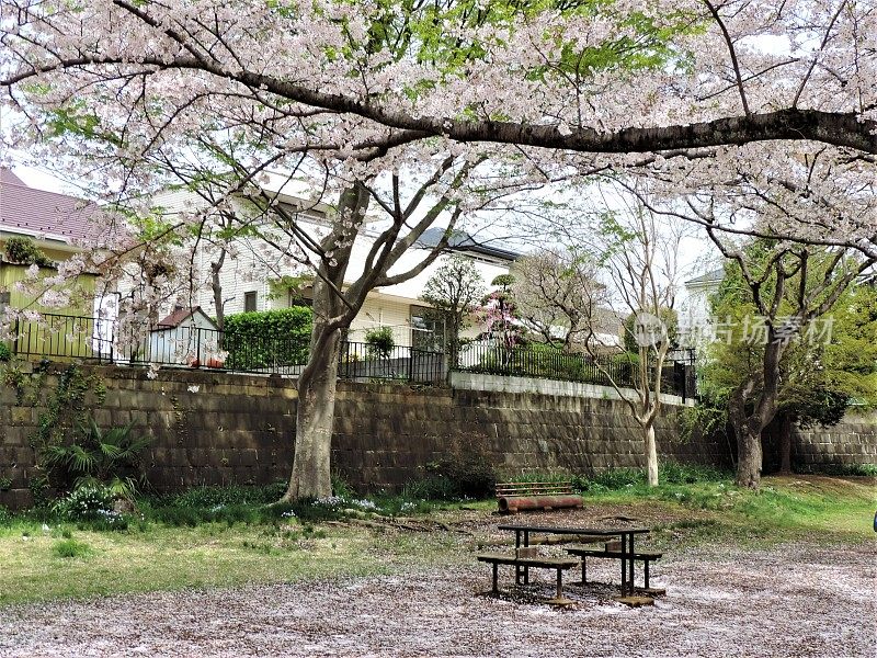 日本。3月底。在公园里。樱花开花。