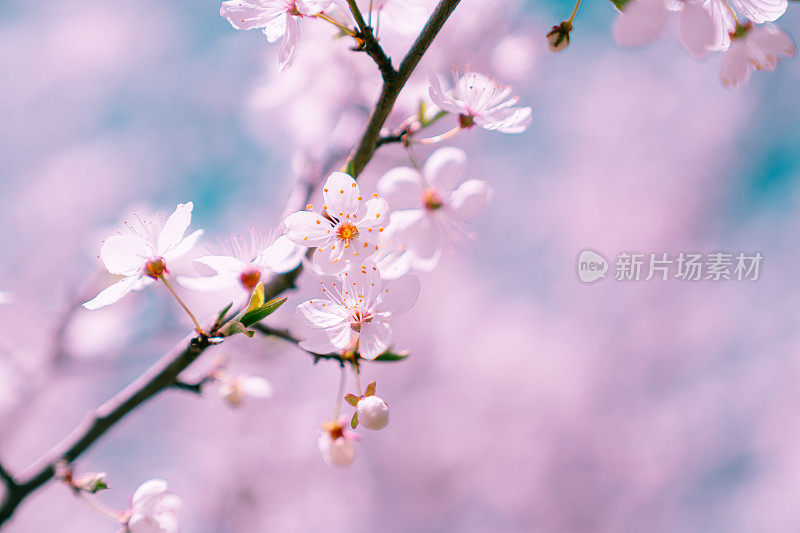 桃李树花特写。