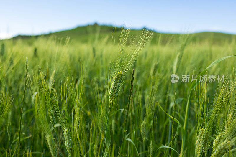 在托斯卡纳，瓦尔德奥尔西亚麦田的特写