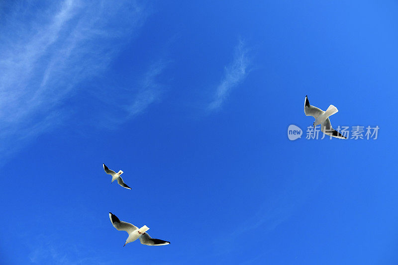 海鸥在晴朗的蓝天上飞翔