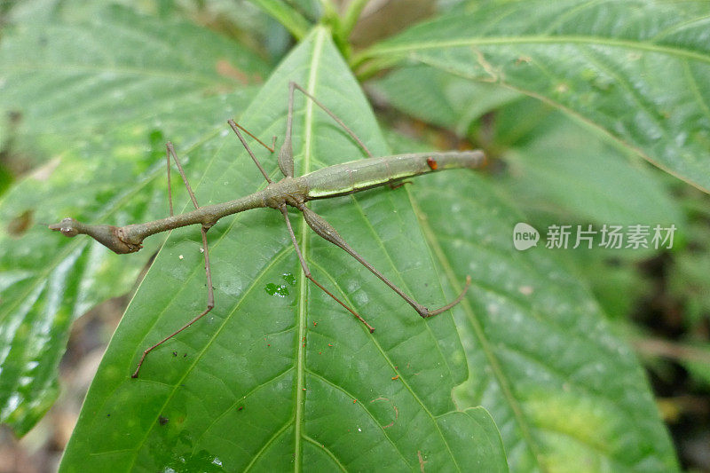 厄瓜多尔雨林中的昆虫