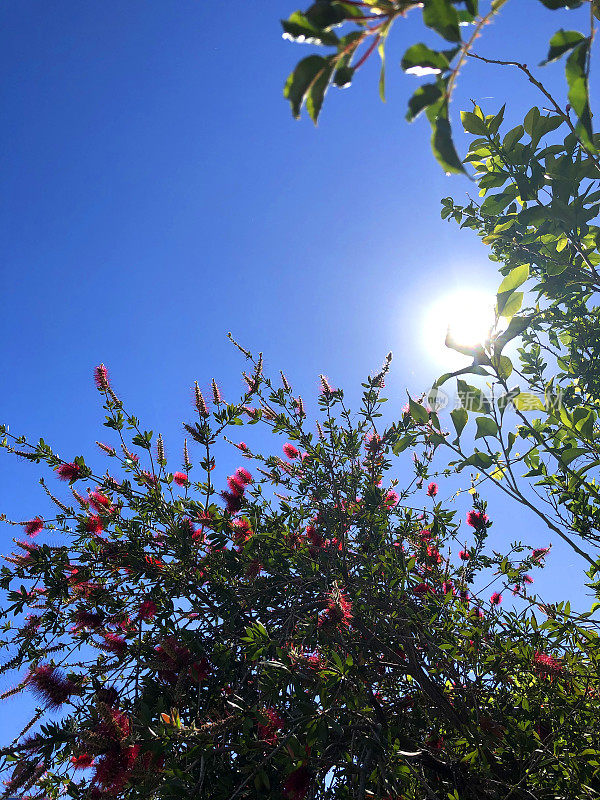 红花树映着阳光和蓝天