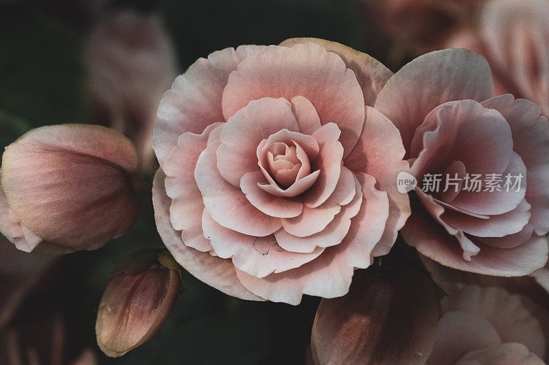 豪华玫瑰花束