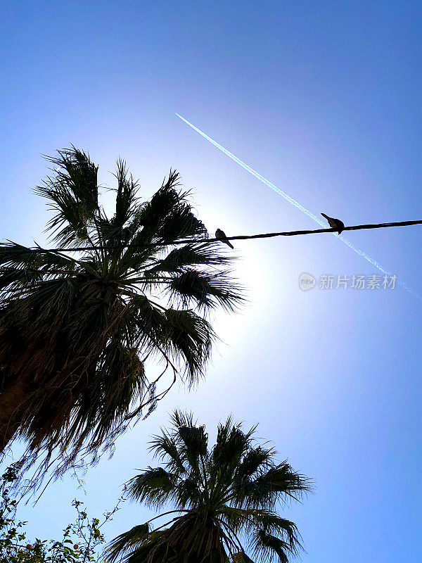 棕榈树在阳光下，电缆，鸽子和飞机在蓝天