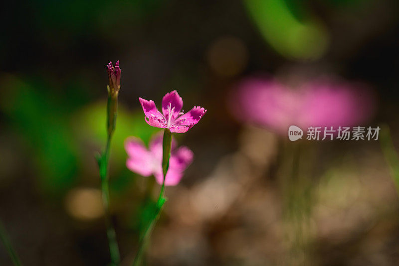 粉红野小花