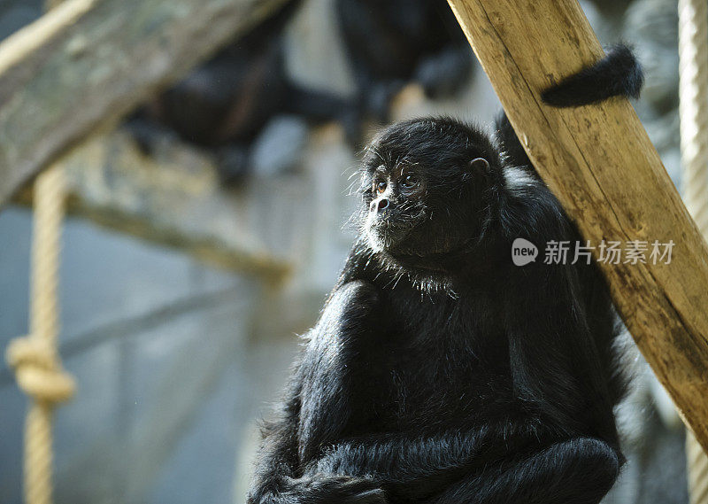 树枝上悲伤的猴子