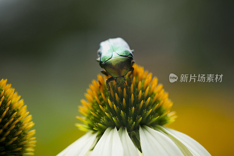 白天鹅花上的甲虫