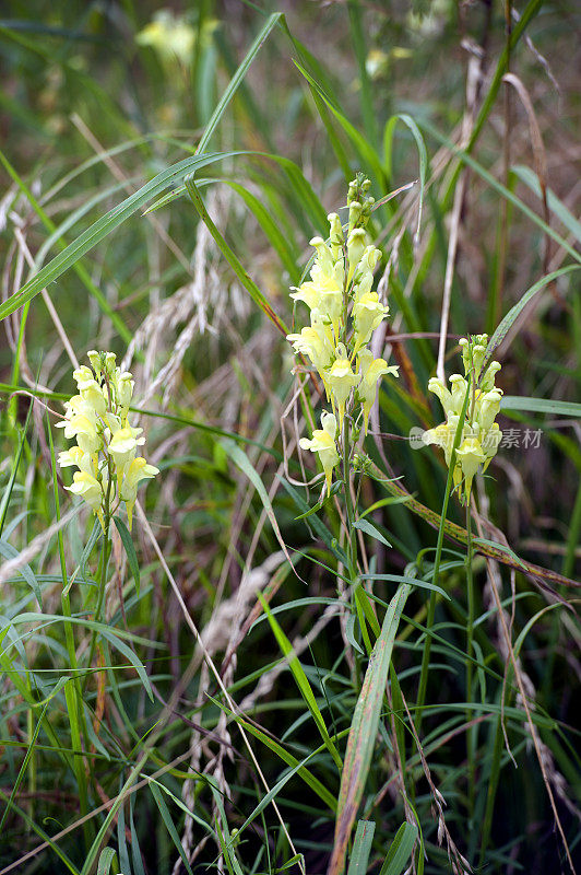 英国多塞特郡，黄色的蟾蜍草野花盛开