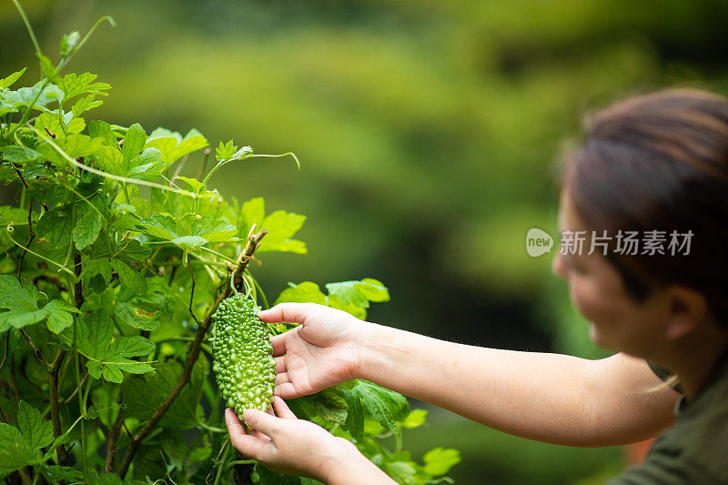 女在花园里检查戈雅(苦瓜)(冲绳超级食物)