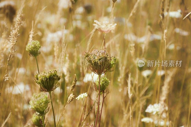 夏季草甸花浸泡